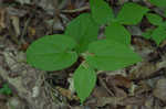 Virginia snakeroot